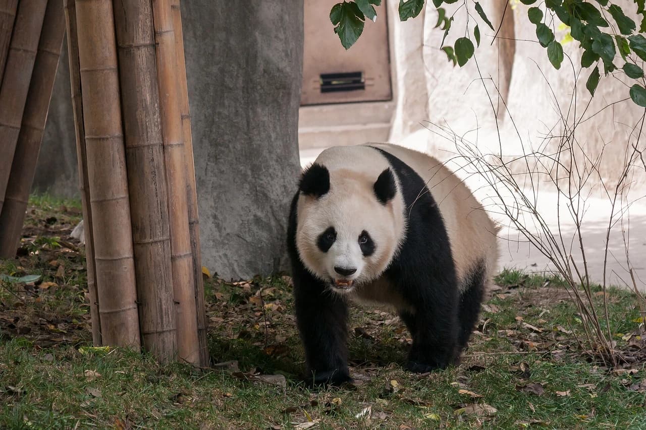 Chengdu Research Base of Giant Panda Breeding · 成都大熊猫繁育研究基地