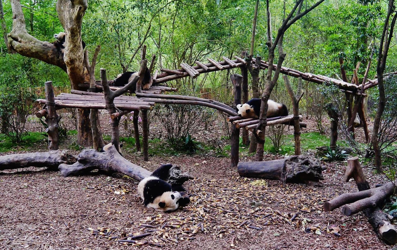 Chengdu Research Base of Giant Panda Breeding · 成都大熊猫繁育研究基地