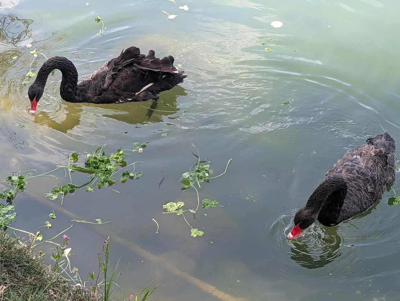 Black Dragon Pool · 黑龙潭