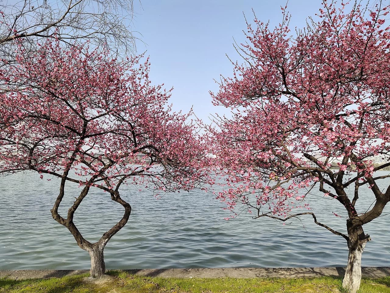 Xuanwu Lake · 玄武湖