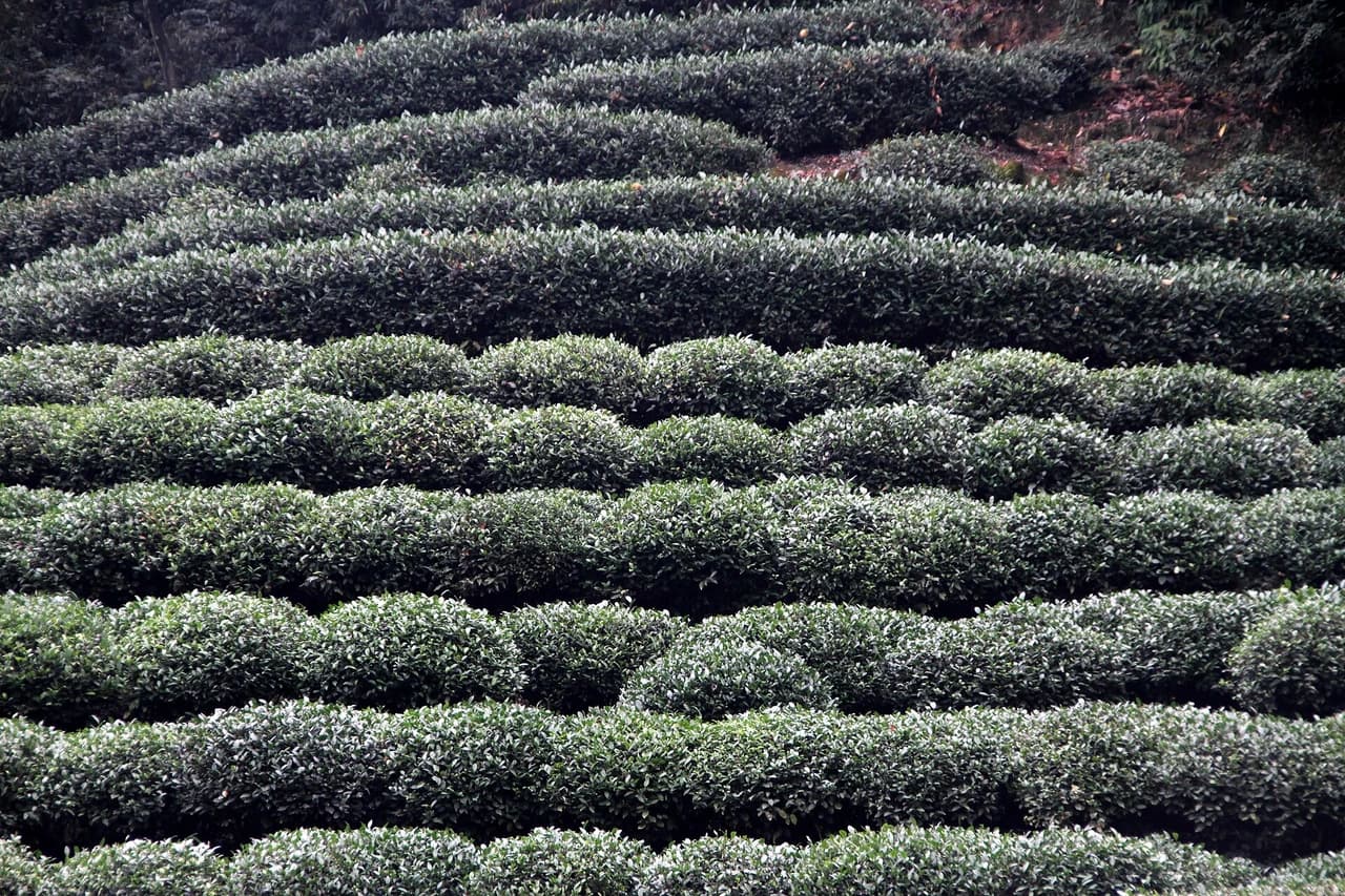 Longjing tea village · 龙井村