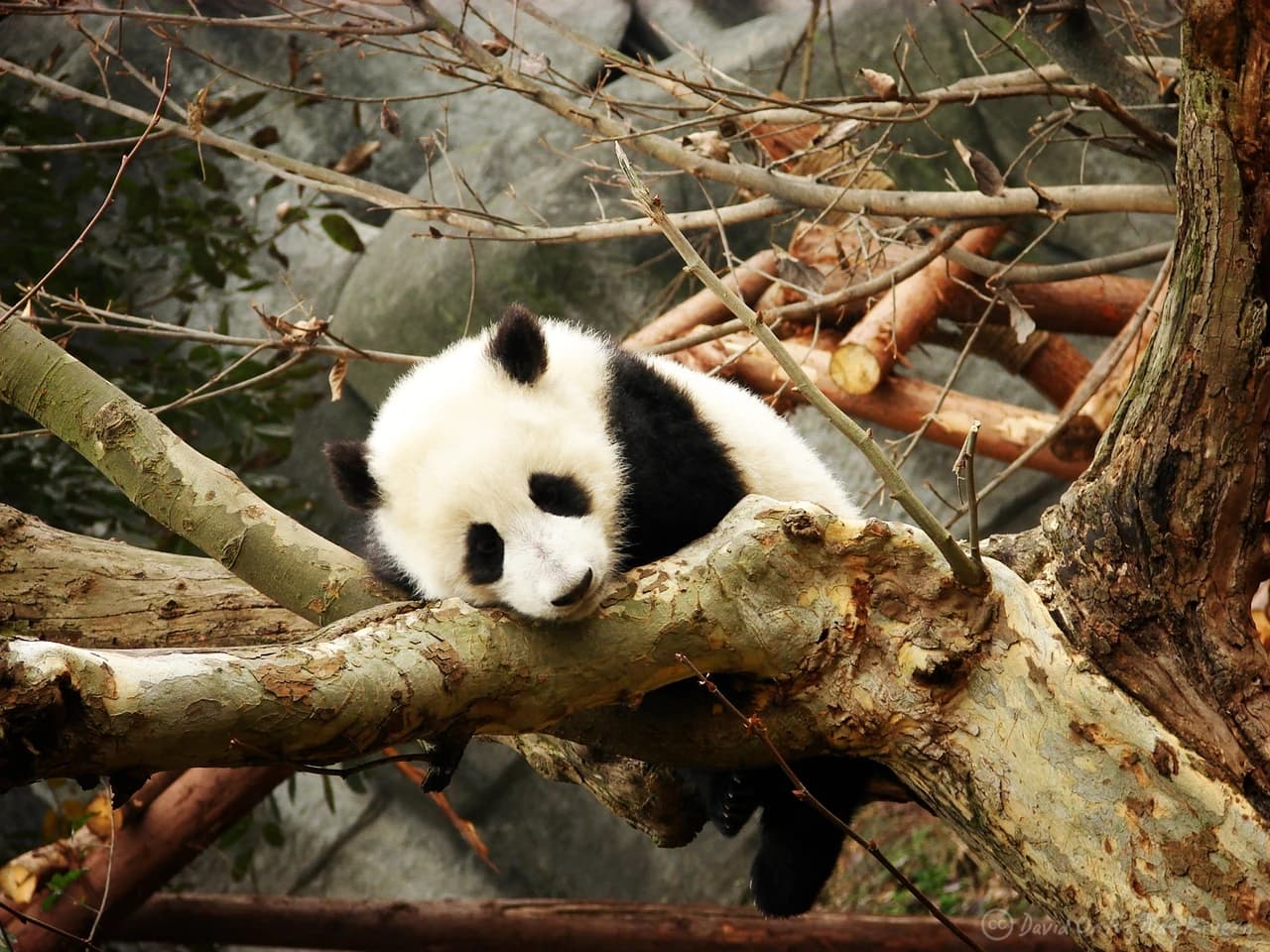 Chengdu Research Base of Giant Panda Breeding · 成都大熊猫繁育研究基地